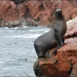 6.Inspiration_Paracas_06