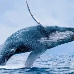 ozzie travel-Home_Inspiration_Beaches_Galeria_02